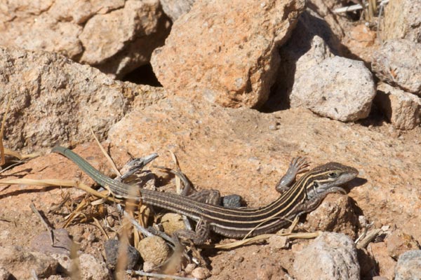 Desert Grassland Whiptail (Aspidoscelis uniparens)