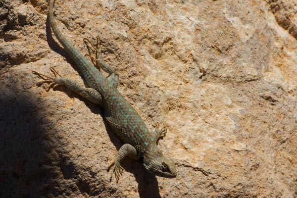 Sonoran Spiny Lizard (Sceloporus clarkii clarkii)