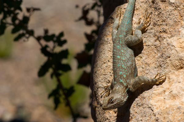 Sonoran Spiny Lizard (Sceloporus clarkii clarkii)