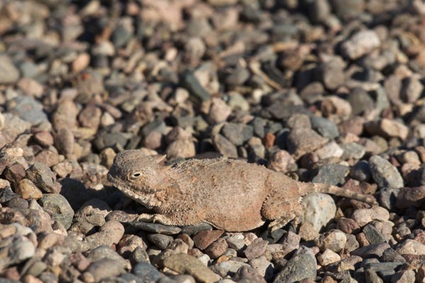 Round-tailed Horned Lizard (Phrynosoma modestum)