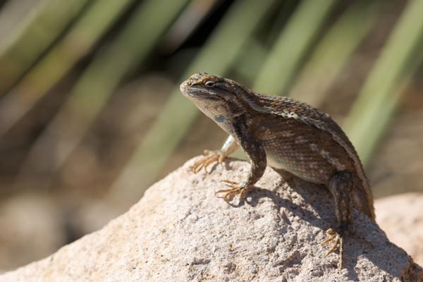 Southwestern Fence Lizard (Sceloporus cowlesi)