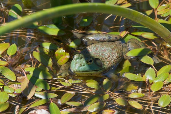 American Bullfrog (Lithobates catesbeianus)