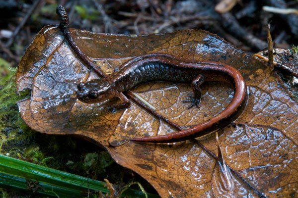 Western Red-backed Salamander (Plethodon vehiculum)