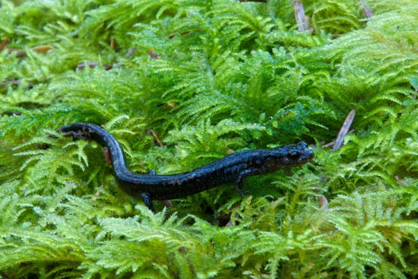 Western Red-backed Salamander (Plethodon vehiculum)