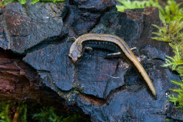 Western Red-backed Salamander (Plethodon vehiculum)