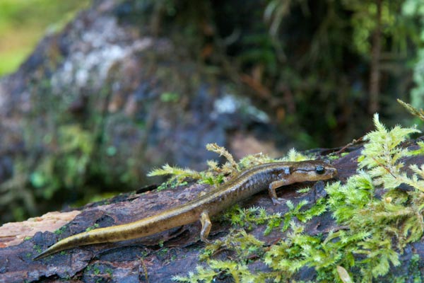 Western Red-backed Salamander (Plethodon vehiculum)