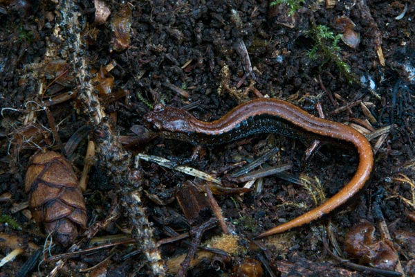 Western Red-backed Salamander (Plethodon vehiculum)