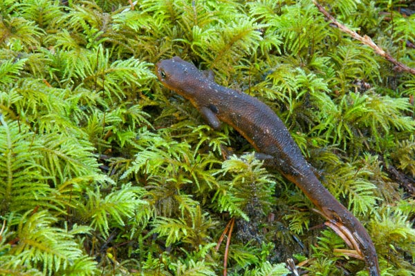 Rough-skinned Newt (Taricha granulosa)