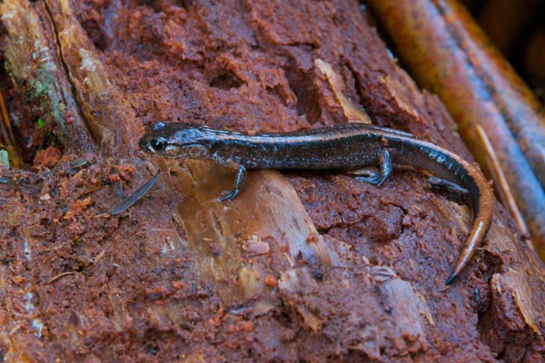 Western Red-backed Salamander (Plethodon vehiculum)