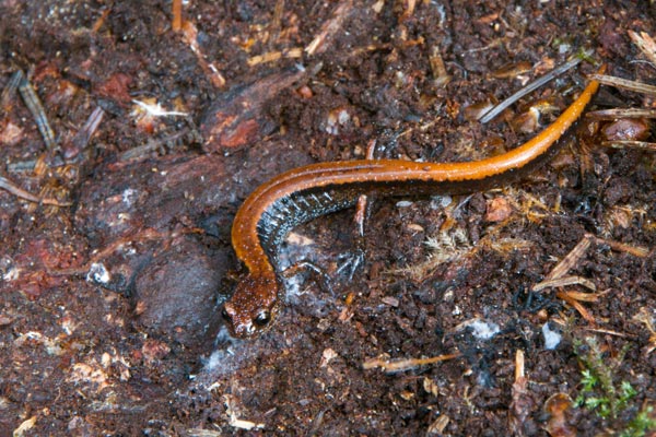 Western Red-backed Salamander (Plethodon vehiculum)