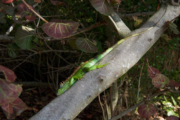 Green Iguana (Iguana iguana)