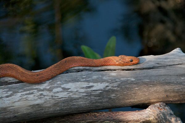 Mangrove Saltmarsh Watersnake (Nerodia clarkii compressicauda)