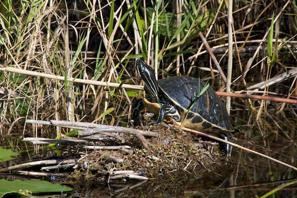 Florida Red-bellied Cooter (Pseudemys nelsoni)