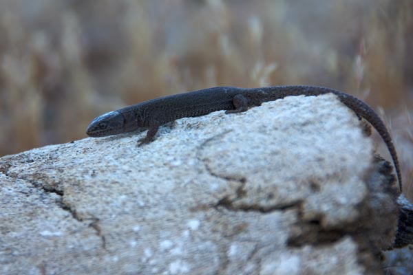 Desert Night Lizard (Xantusia vigilis)