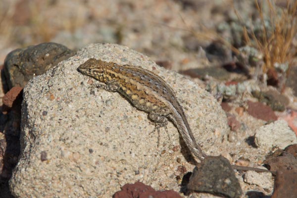 Western Side-blotched Lizard (Uta stansburiana elegans)