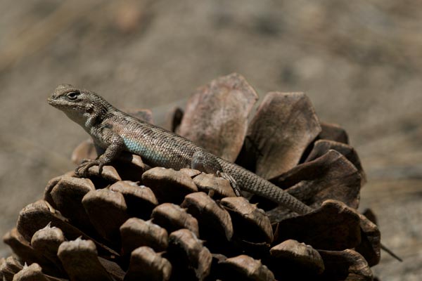 Southern Sagebrush Lizard (Sceloporus graciosus vandenburgianus)