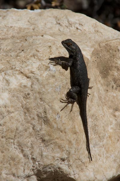 Great Basin Fence Lizard (Sceloporus occidentalis longipes)