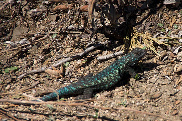 Great Basin Fence Lizard (Sceloporus occidentalis longipes)