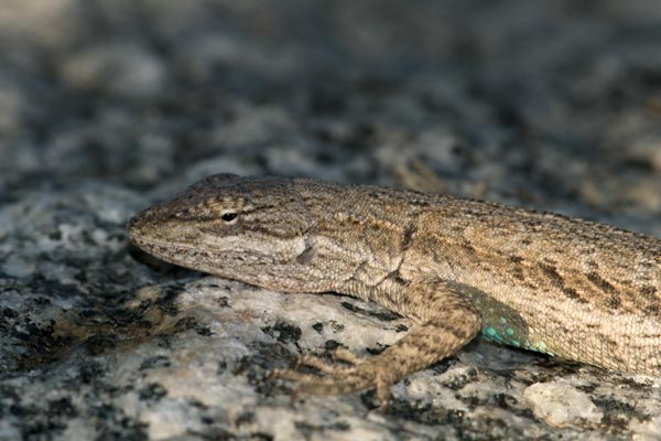 Western Long-tailed Brush Lizard (Urosaurus graciosus graciosus)