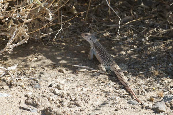 Northern Desert Iguana (Dipsosaurus dorsalis dorsalis)