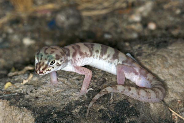 Desert Banded Gecko (Coleonyx variegatus variegatus)