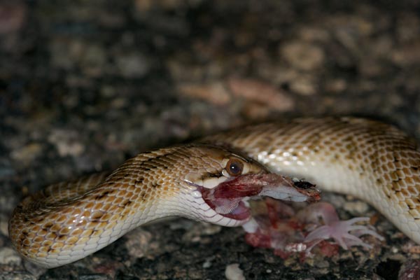 Desert Glossy Snake (Arizona elegans eburnata)