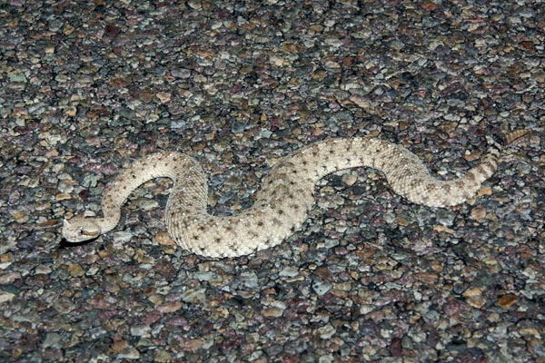 Colorado Desert Sidewinder (Crotalus cerastes laterorepens)