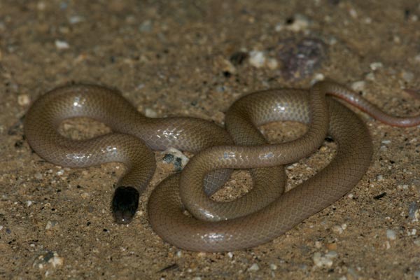 Western Black-headed Snake (Tantilla planiceps)