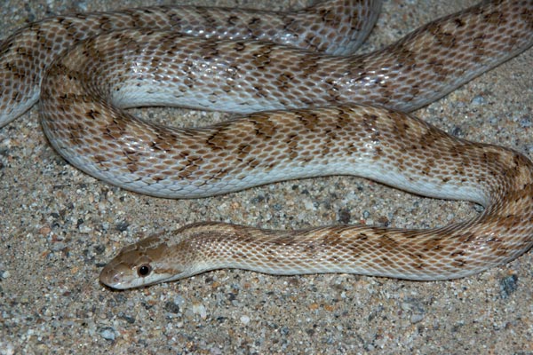 Desert Glossy Snake (Arizona elegans eburnata)