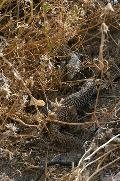 Great Basin Whiptail (Aspidoscelis tigris tigris)