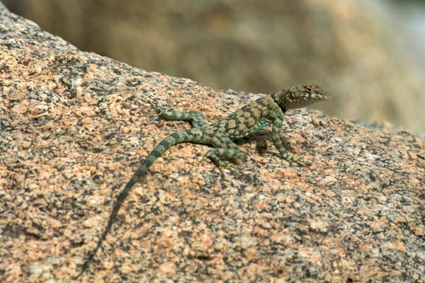 Mearns’s Rock Lizard (Petrosaurus mearnsi)