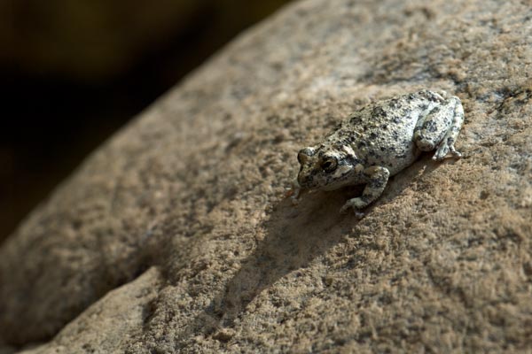 California Treefrog (Pseudacris cadaverina)