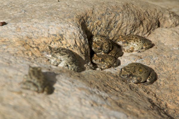 California Treefrog (Pseudacris cadaverina)