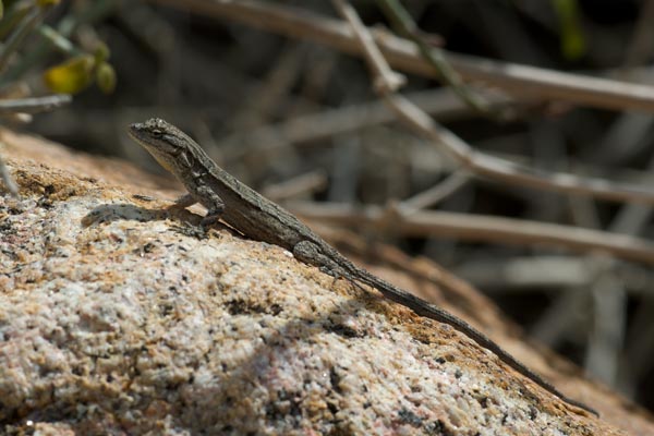 Black-tailed Brush Lizard (Urosaurus nigricauda)