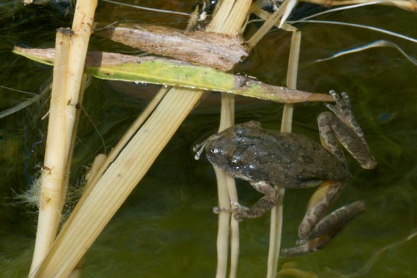 California Treefrog (Pseudacris cadaverina)