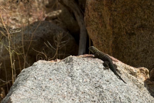 Granite Spiny Lizard (Sceloporus orcutti)