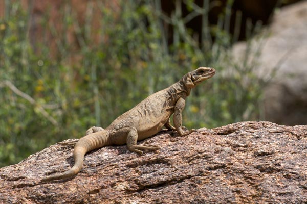 Common Chuckwalla (Sauromalus ater)