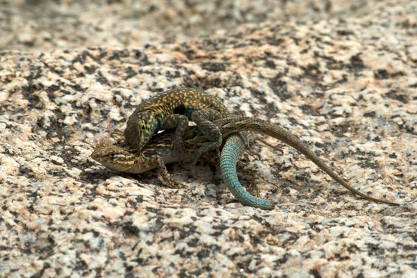 Western Side-blotched Lizard (Uta stansburiana elegans)