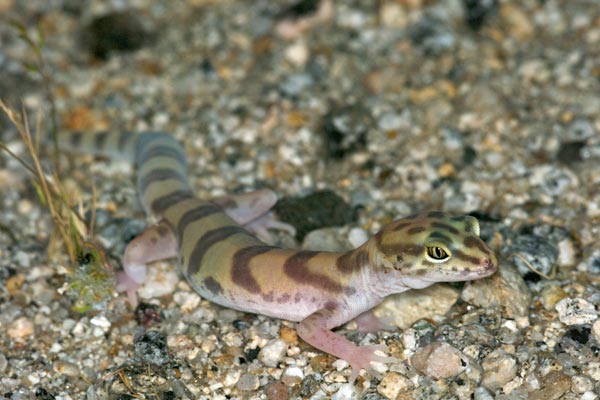 Desert Banded Gecko (Coleonyx variegatus variegatus)