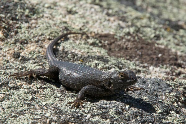 Coast Range Fence Lizard (Sceloporus occidentalis bocourtii)