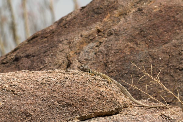 Baja California Collared Lizard (Crotaphytus vestigium)