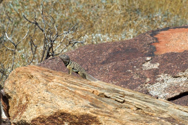 Baja California Collared Lizard (Crotaphytus vestigium)