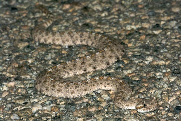 Colorado Desert Sidewinder (Crotalus cerastes laterorepens)