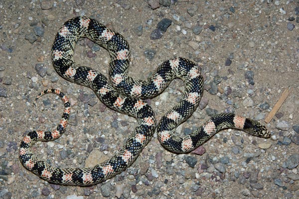 Long-nosed Snake (Rhinocheilus lecontei)