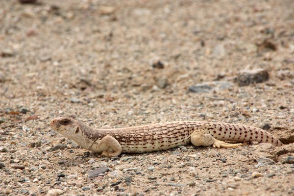 Northern Desert Iguana (Dipsosaurus dorsalis dorsalis)