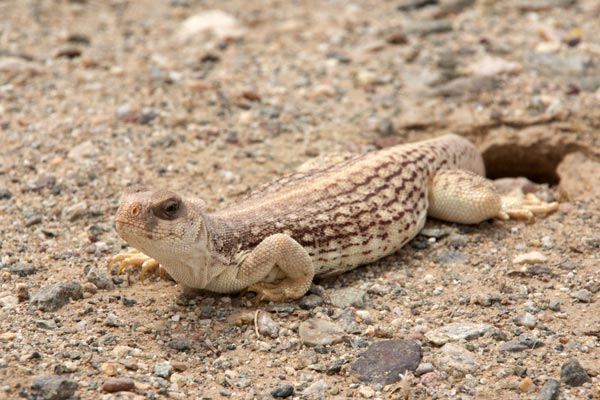 Northern Desert Iguana (Dipsosaurus dorsalis dorsalis)