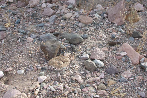 Western Diamond-backed Rattlesnake (Crotalus atrox)