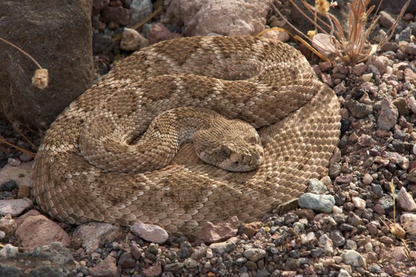 Western Diamond-backed Rattlesnake (Crotalus atrox)