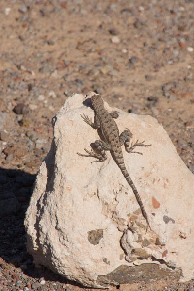 Eastern Zebra-tailed Lizard (Callisaurus draconoides ventralis)