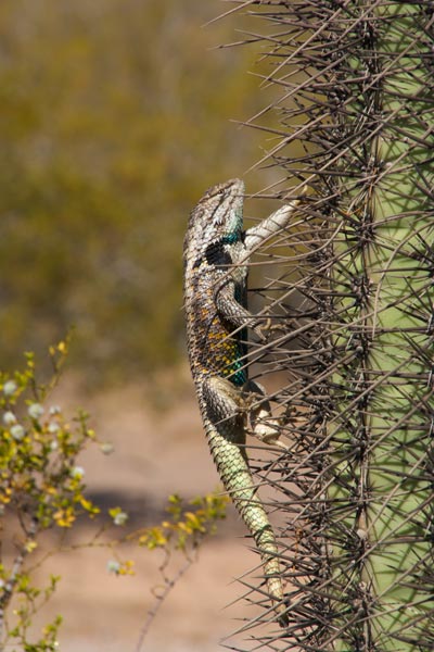 Desert Spiny Lizard (Sceloporus magister)